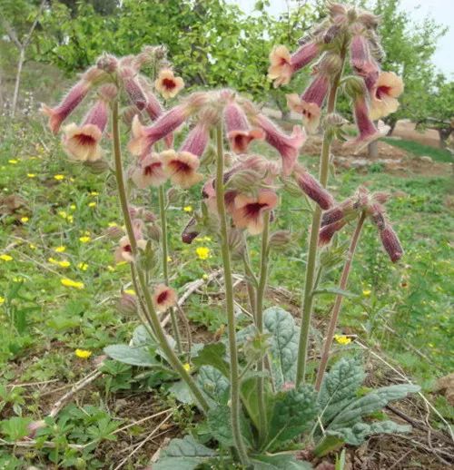 地黄—PFchrom C18的应用