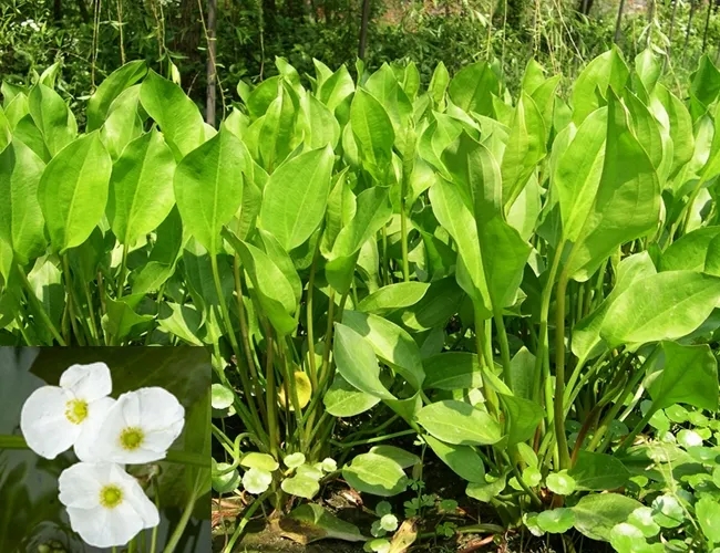 泽泻 — PFchrom EP C18