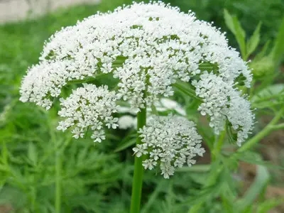 蛇床子 — PFchrom EP C18的应用