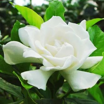 栀子 — PFchrom EP C18的应用