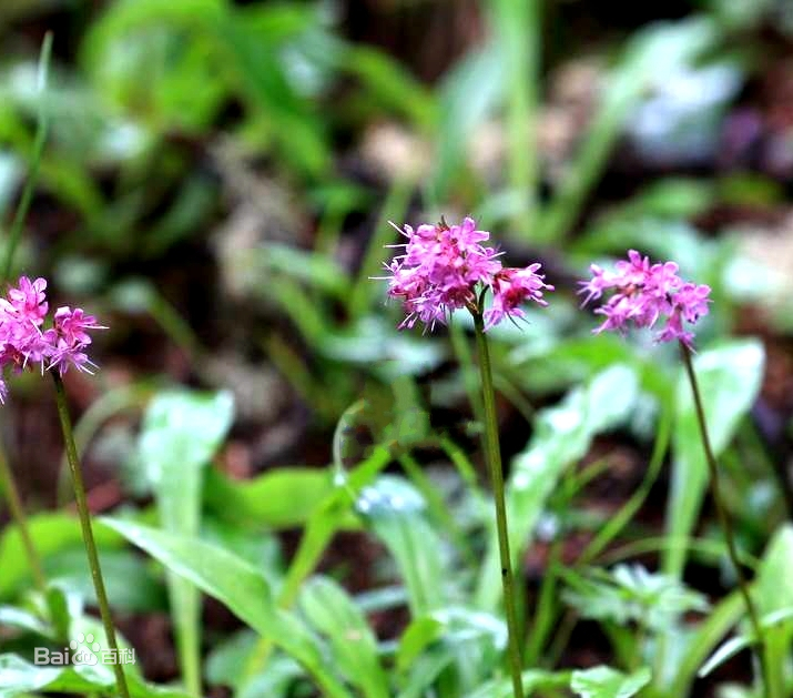 甘松—PFchrom EP C18的应用