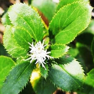 苍术 — PFchrom C18的应用