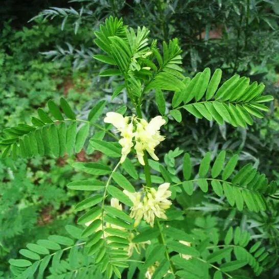 黄芪—PFchrom C18的应用