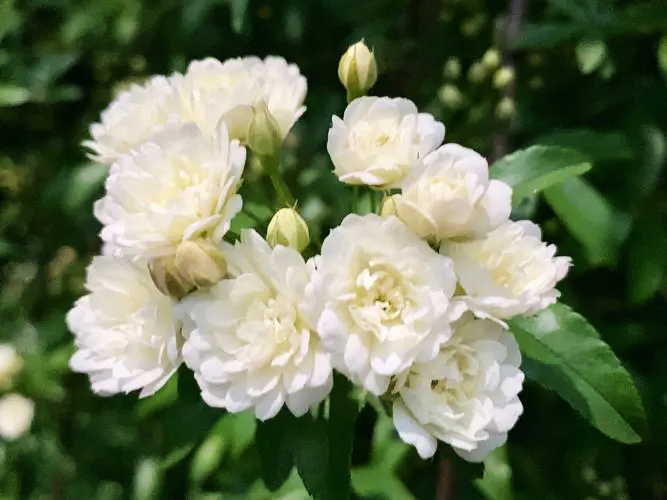 木香 — PFchrom C18的应用