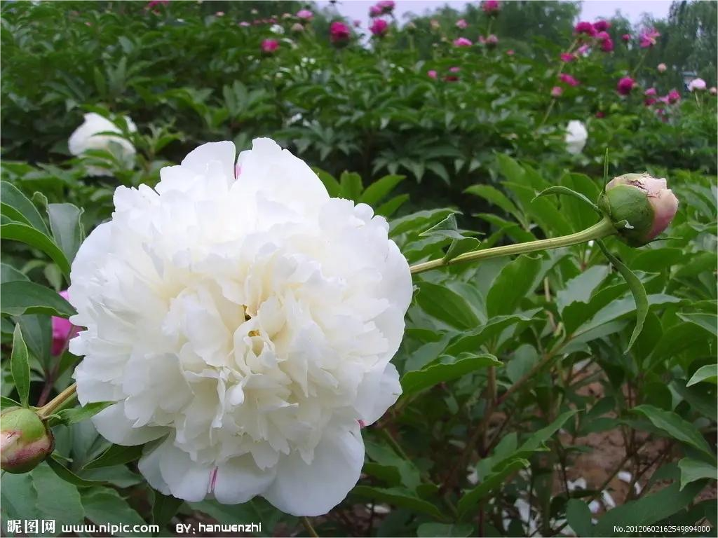 白芍配方颗粒 — PFchrom C18的应用