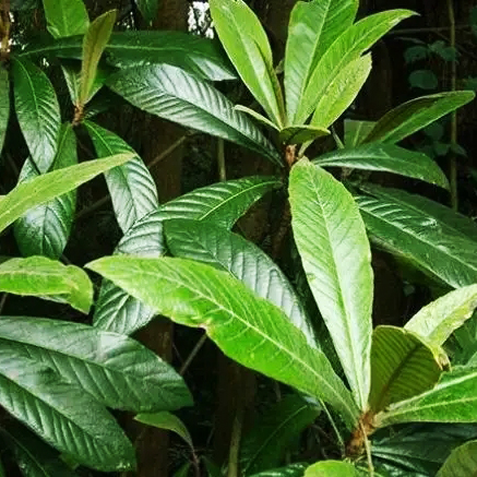 枇杷叶 — PFchrom C18的应用